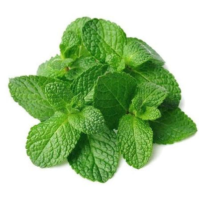 Extracto de Menta
